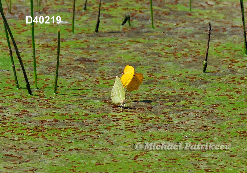 Anteos menippe, male and female